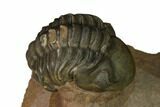 Enrolled Reedops Trilobite With Nice Eyes - Lghaft , Morocco #164635-2